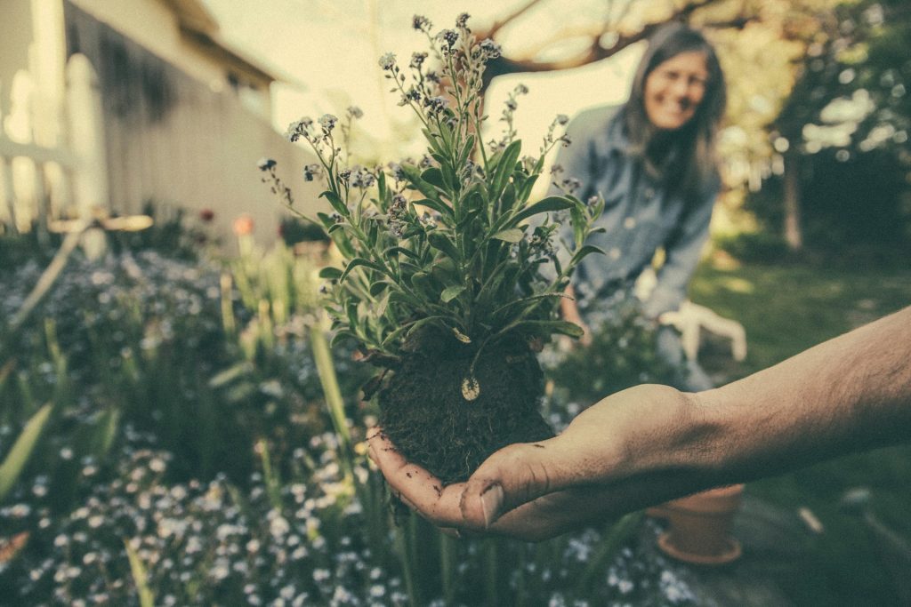 Piantina in un giardino che sta per essere piantata con donna in secondo piano che sorride